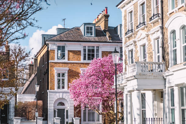 a mesmerizing sight unfolds as the branches of a tree adorned with pink magnolia blossoms sway in Kensington.