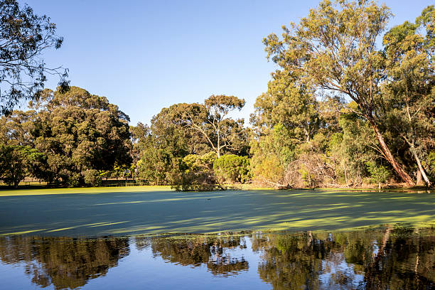 Tranquil park pond waters covered in green algal patches.