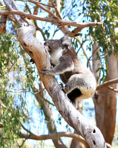 Perth, Australia