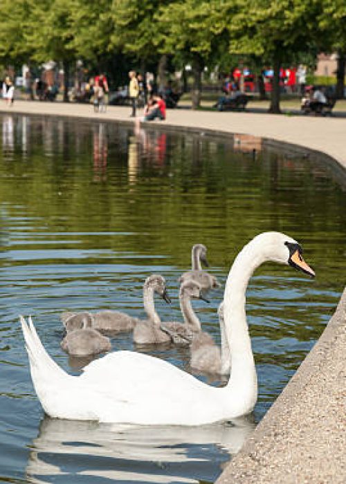 swan and cygnet near edge of pond in Victoria Park,